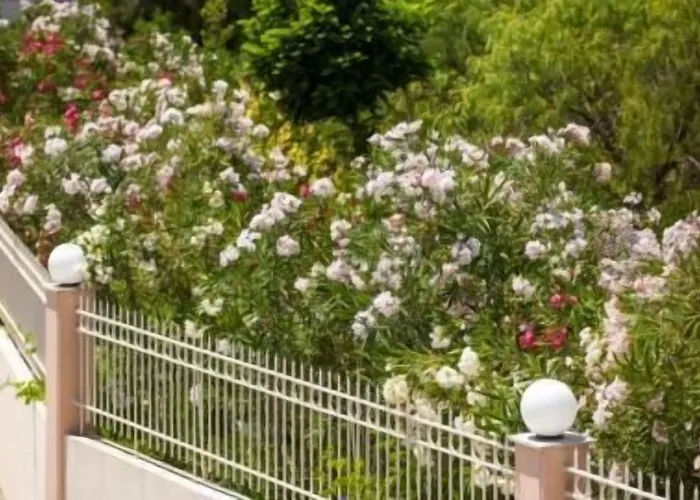 κυνίσκα 4* Πλύτρα